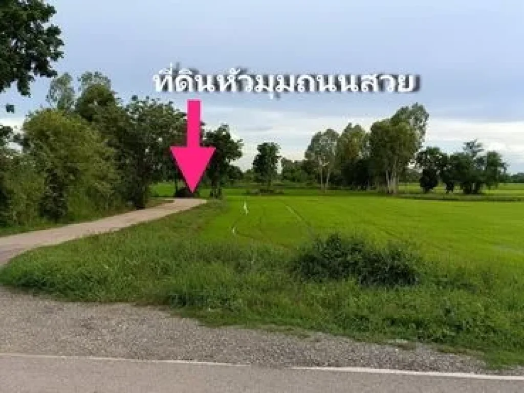 ขายที่ดินในตัวอำเภอวังทอง 1 ไร่ 2 งาน 76 ตรว ใกล้ตลาด