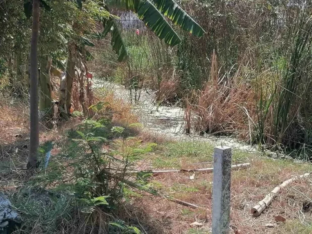 ขายที่ดินติดคลองบางกระอี่ บรรยากาศดี ธรรมชาติ