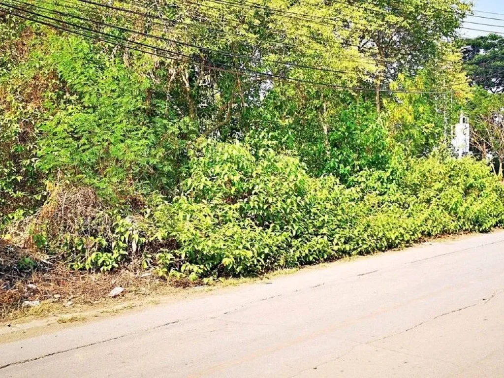 ขายที่ดิน โซนข่วงสันกำแพง ใกล้วัดสันกำแพงหลวง อยู่ในย่านชุมชน