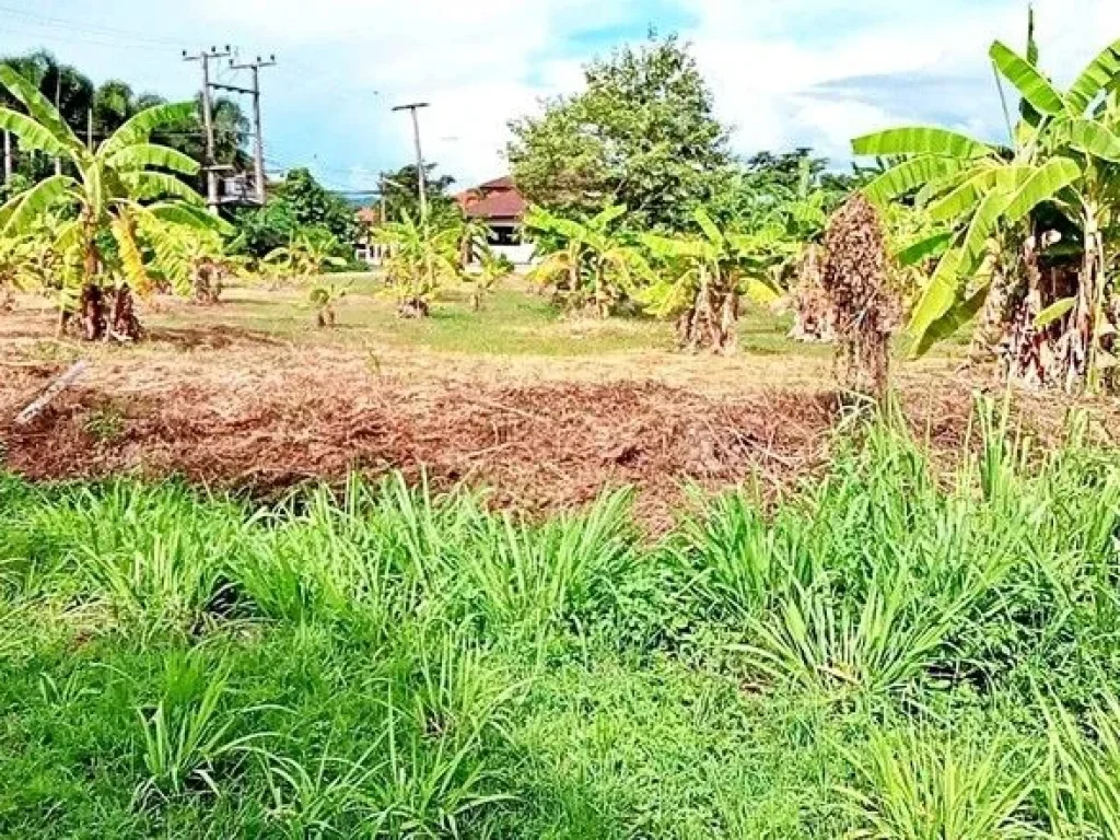 ขายที่ดิน โซนข่วงสันกำแพง ใกล้วัดสันกำแพงหลวง อยู่ในย่านชุมชน