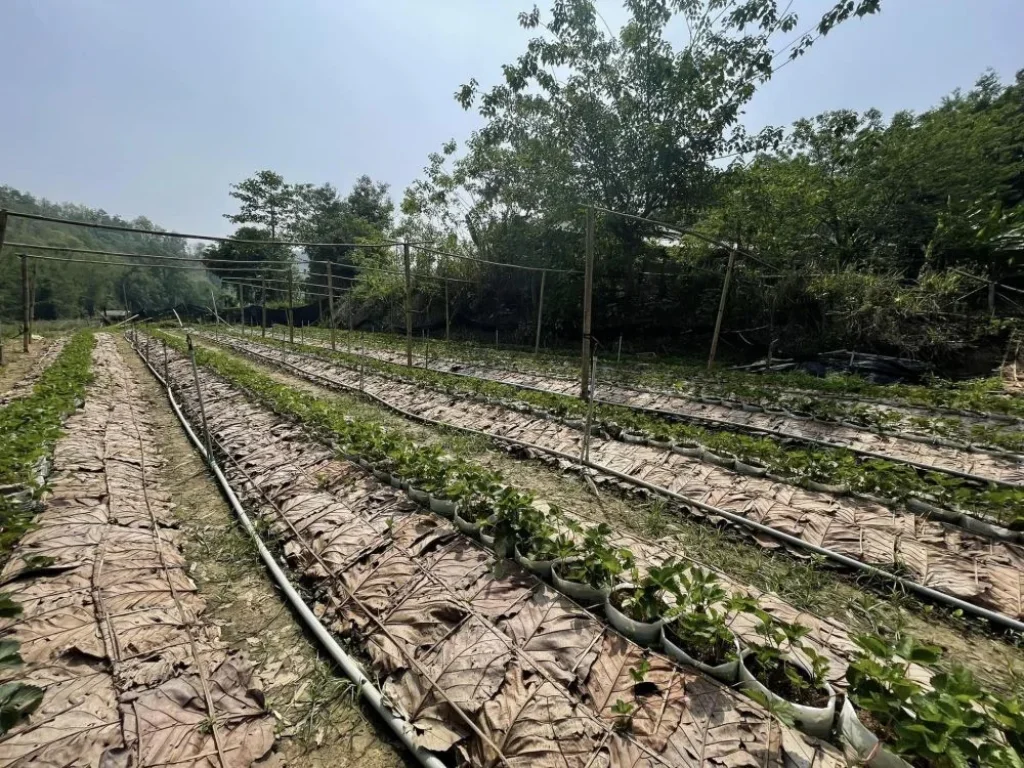 ที่ดินติดน้ำเชียงใหม่ แม่น้ำสายหลักไหลตลอดทั้งปี