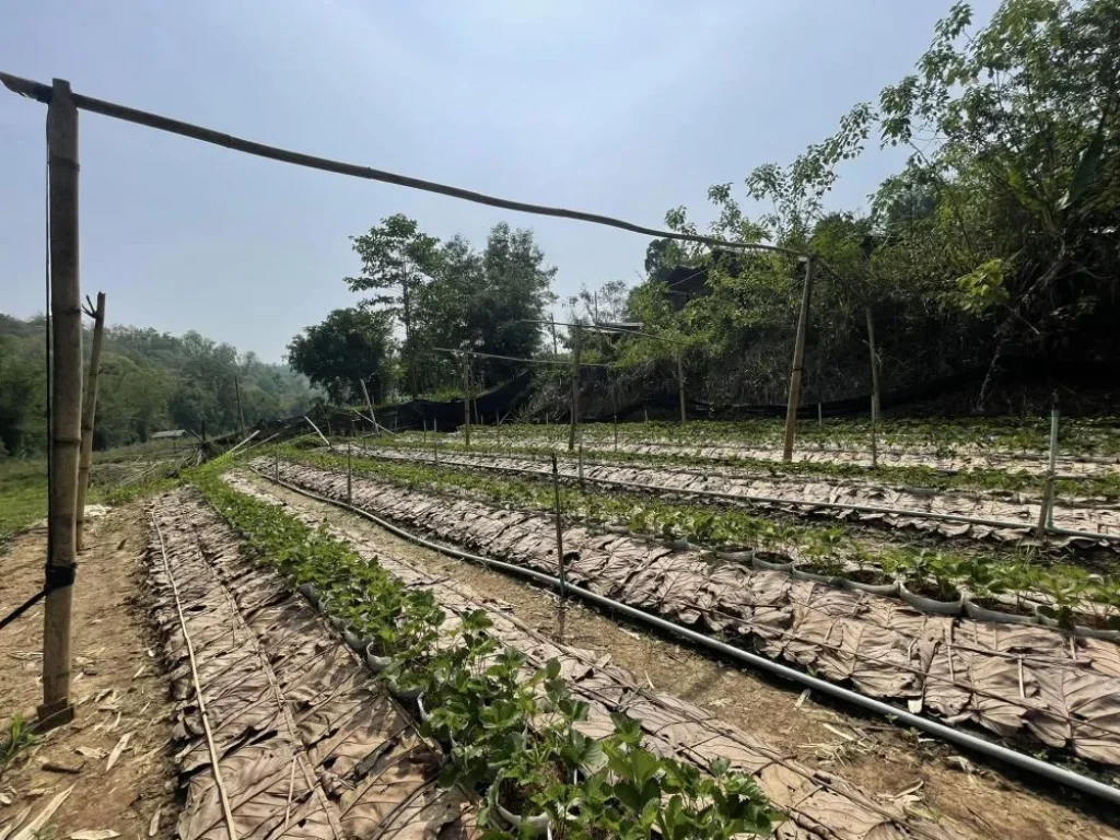 ที่ดินติดน้ำเชียงใหม่ แม่น้ำสายหลักไหลตลอดทั้งปี