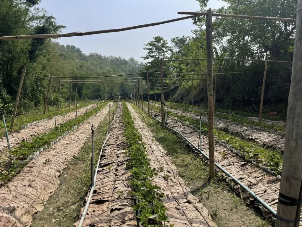 ที่ดินติดน้ำเชียงใหม่ แม่น้ำสายหลักไหลตลอดทั้งปี