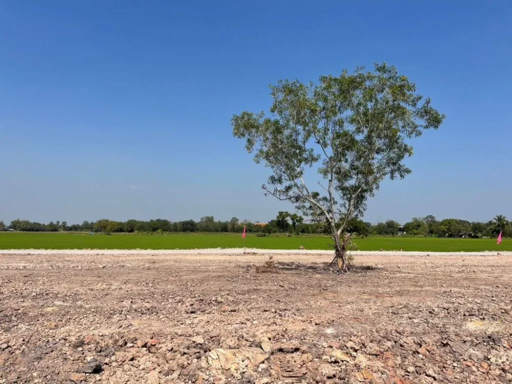 ขายที่ดินหนองคันจาม เริ่ม 187 ตรวทำเลดี ติดถนนลาดยาง บ้านนา