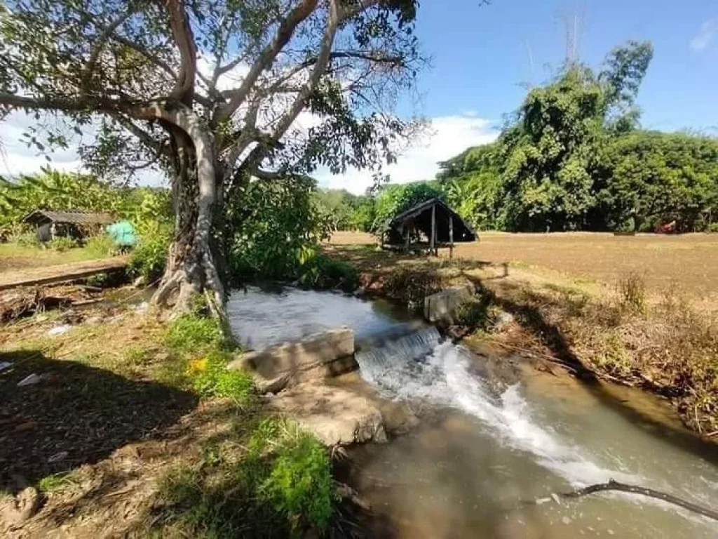 ขายที่ดินติดลำห้วยเชียงดาววิวสวยน้ำไฟถนนคอนกรีตพร้อมโอน