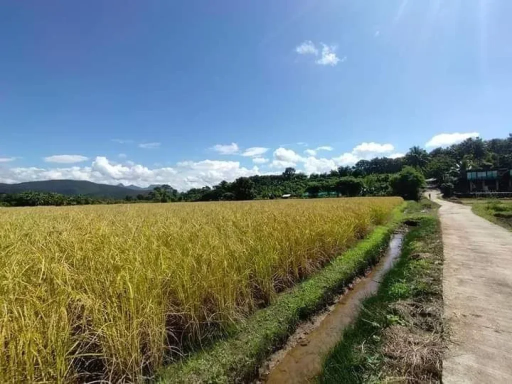 ขายที่ดินติดลำห้วยเชียงดาววิวสวยน้ำไฟถนนคอนกรีตพร้อมโอน