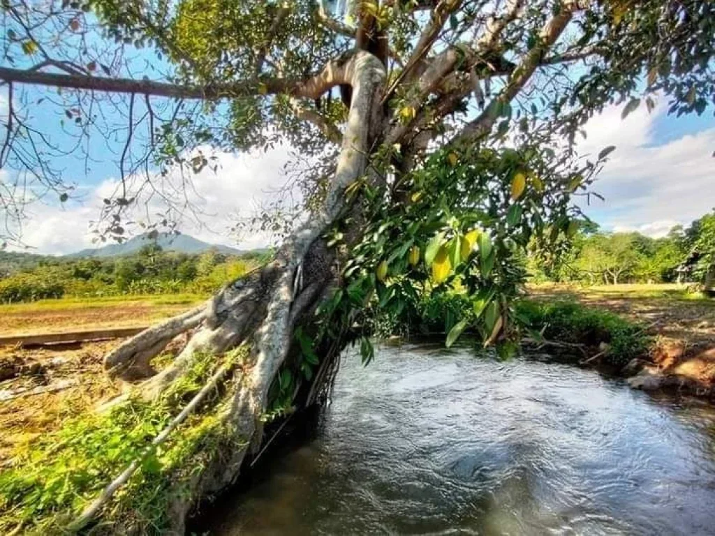 ขายที่ดินติดลำห้วยเชียงดาววิวสวยน้ำไฟถนนคอนกรีตพร้อมโอน