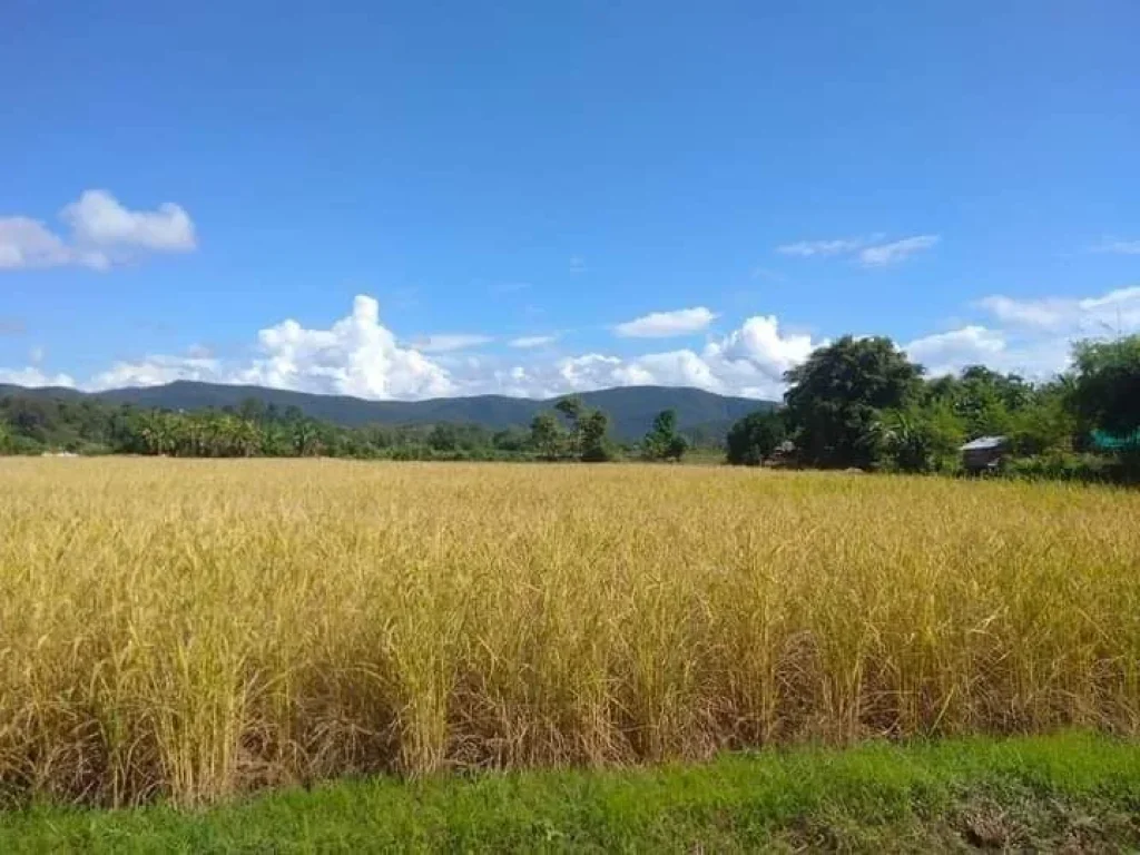 ขายที่ดินติดลำห้วยเชียงดาววิวสวยน้ำไฟถนนคอนกรีตพร้อมโอน