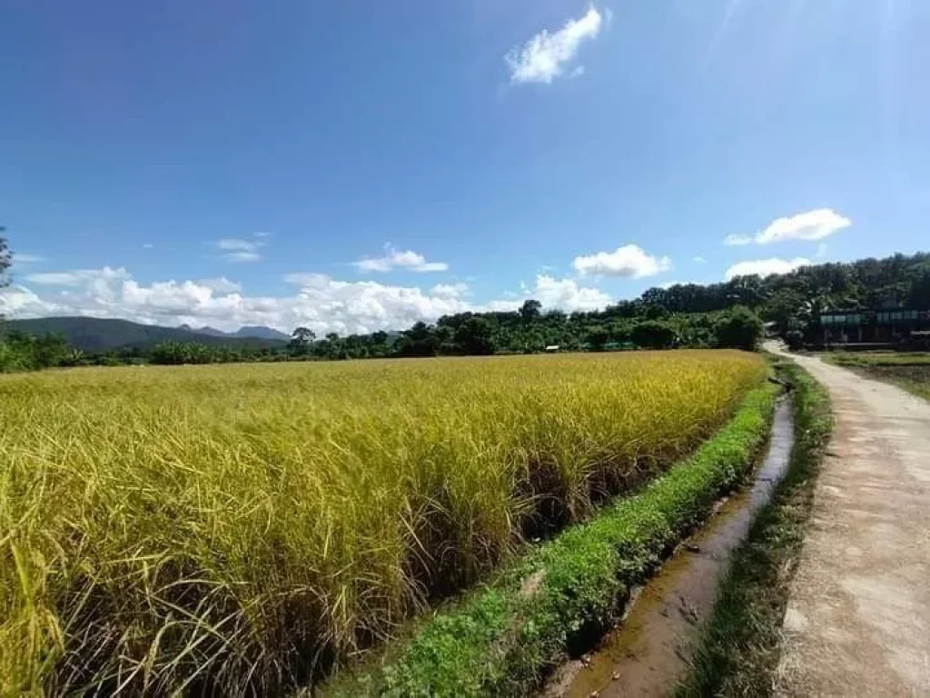 ขายที่ดินติดลำห้วยเชียงดาววิวสวยน้ำไฟถนนคอนกรีตพร้อมโอน