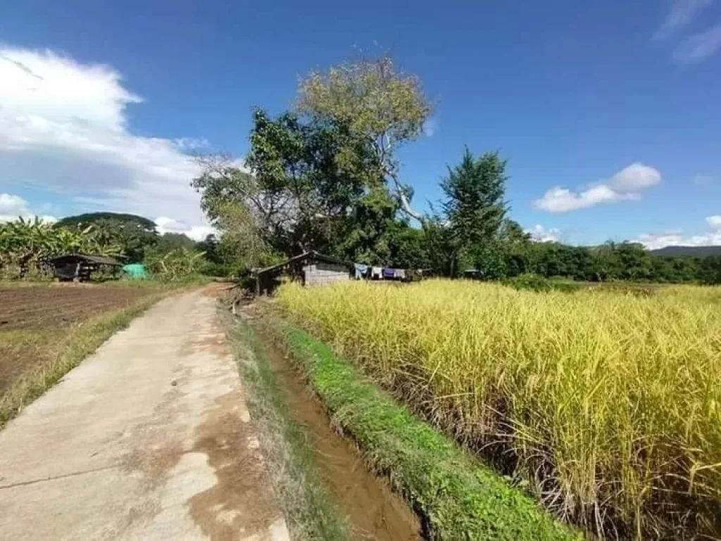 ขายที่ดินวิวดอยติดลำห้วยติดถนนลาดยางเชียงดาวโฉนดพร้อมโอน