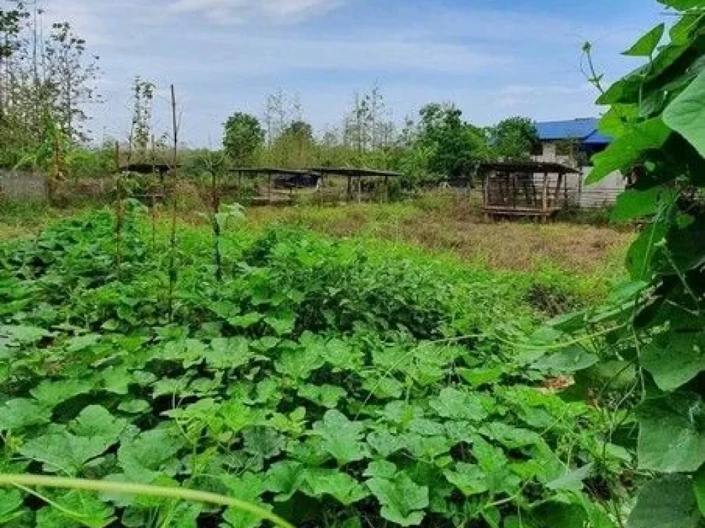 แบ่งแปลงขายที่ นาขั้นบันได โคกหนองนา บ้านดอนงาม อเสริมงาม