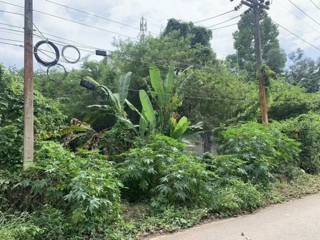 ขายที่ดินเปล่า พุนพิน สุราษฎร์ธานี ใกล้โรงพยาบาลพุนพิน