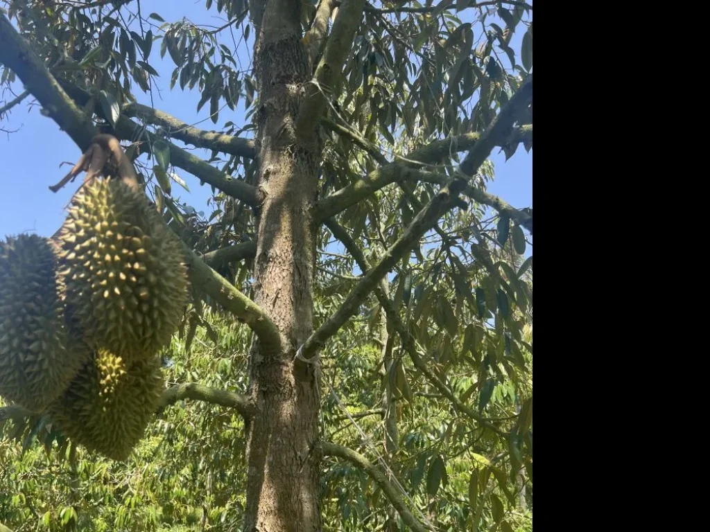 ที่ดินสวนทุเรียนเงาะมะม่วงให้ผลผลิตแล้วติดลำห้วยที่ดินสวนทุเ