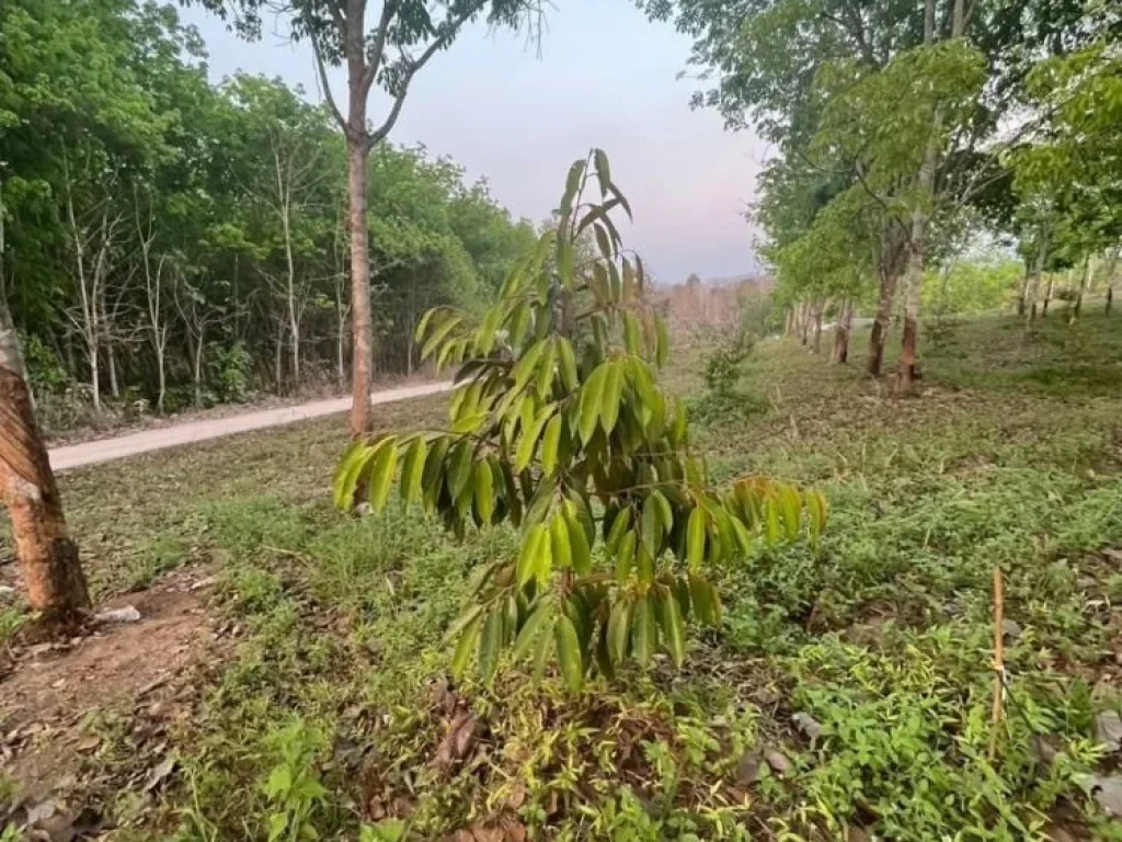 สวนผสมทุเรียนและยางพารา 26 ไร่ ทองผาภูมิ จังหวัดกาญจนบุรี