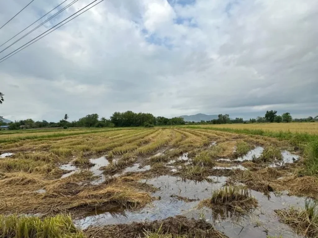 ขายที่ดินทองแสนขัน อุตรดิตถ์ ติดถนนลาดยางแสนขัน ใกล้เซเว่น