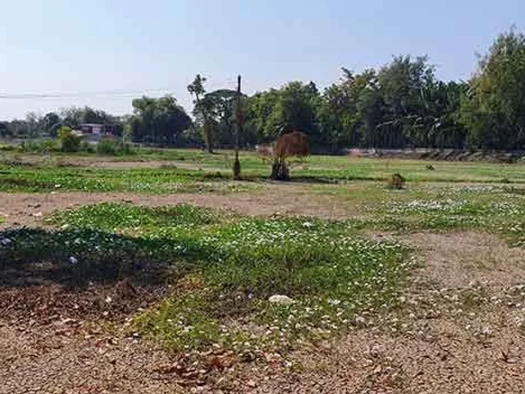 ขายที่ดินริมแม่น้ำท่าจีน ตำบลตะค่า อำเภอบางปลาม้า สุพรรณบุรี