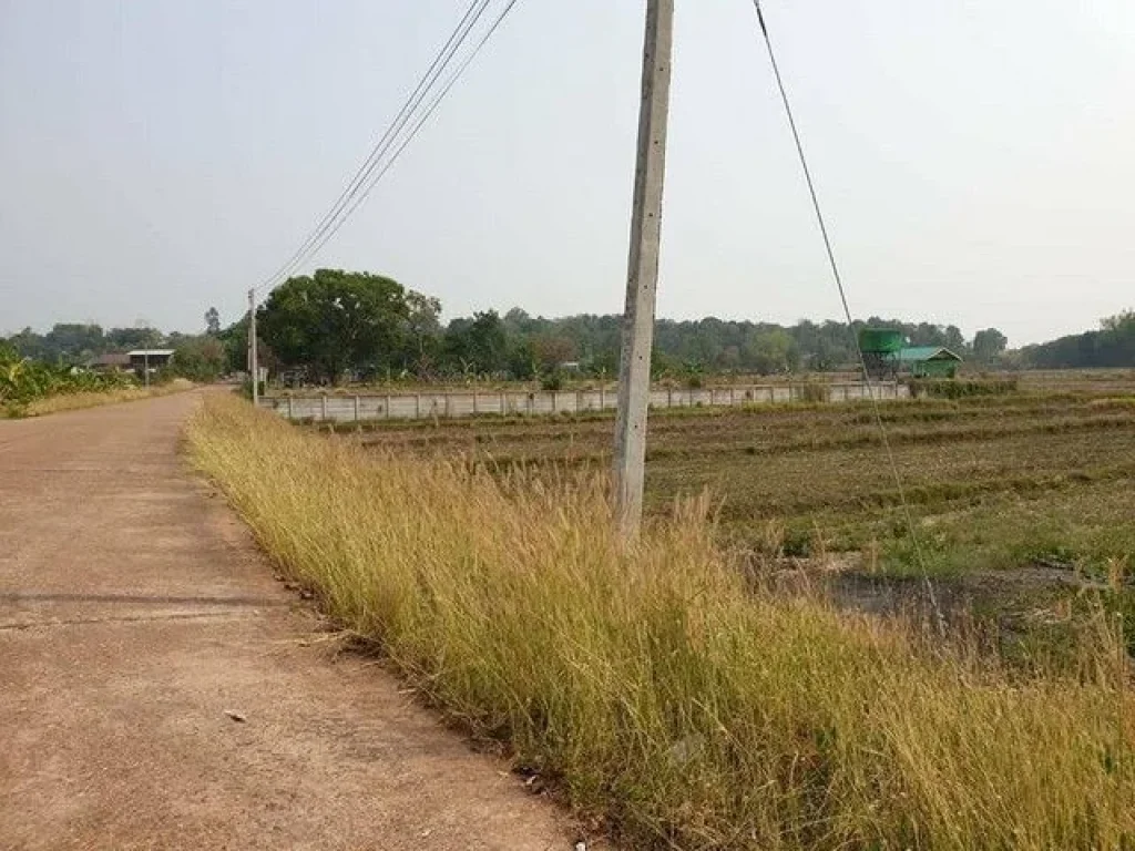 ขายด่วน ที่ดินแปลงสวย 2 ไร่ ใกล้แม่น้ำโขง โพนพิสัย