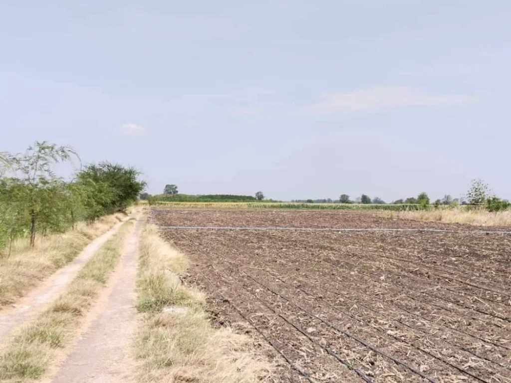 ขายที่ดินบ้านหมี่ 2 ไร่ น้ำไฟครบ ที่สูงไม่ต้องถม