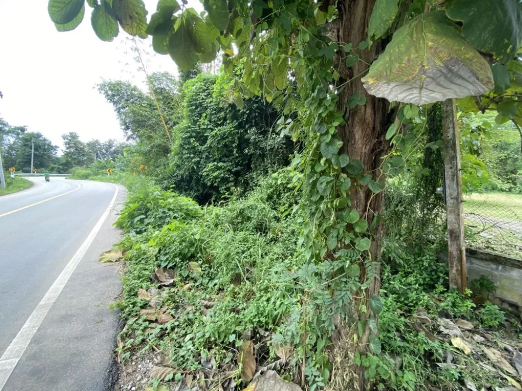 ที่ดิน ติดแม่น้ำและถนน 1-3-53 ไร่ ในเมืองเลย Land for sale by