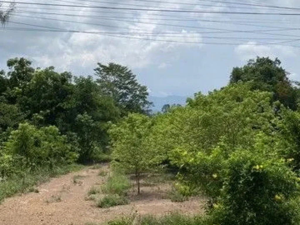 ขายบ้านสวนทุเรียนด้านติดถนนด้านหลังติดเขาน้ำไฟพร้อมอยู่ในแหล