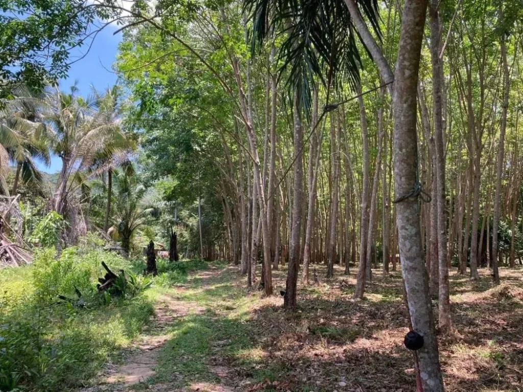 ขายที่ดิน เกาะยาวใหญ่ พังงา ขายด่วนมาก ขายเดือดร้อน