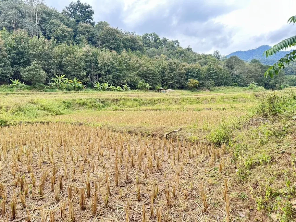 ขายที่ดินติดลำธาร เนื้อที่ 20-0-23 ไร่ ติดถนนลาดยาง สะเมิง