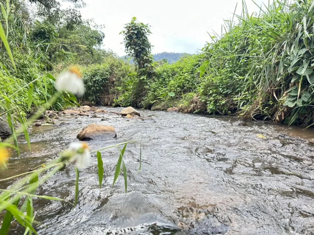 ขายที่ดินติดลำธาร เนื้อที่ 20-0-23 ไร่ ติดถนนลาดยาง สะเมิง