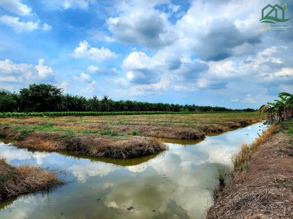 ขายที่ดินติดถนนเรียบคลอง 8 หนองเสือ 60 ไร่