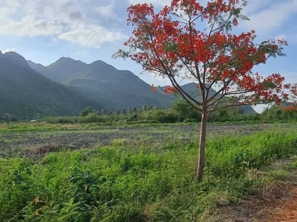 ขายที่ดินทำเลทอง 200 ตรวติดถนนลาดยาง คอนกรีต