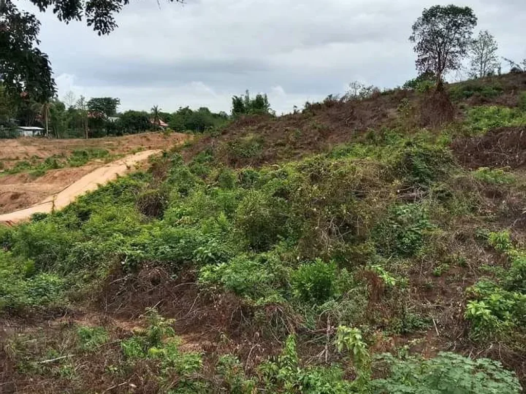 ที่ดินเปล่า สำหรับทำสวน หรืออยู่อาศัย ใกล้ชุมชน ติดถนนลาดยาง