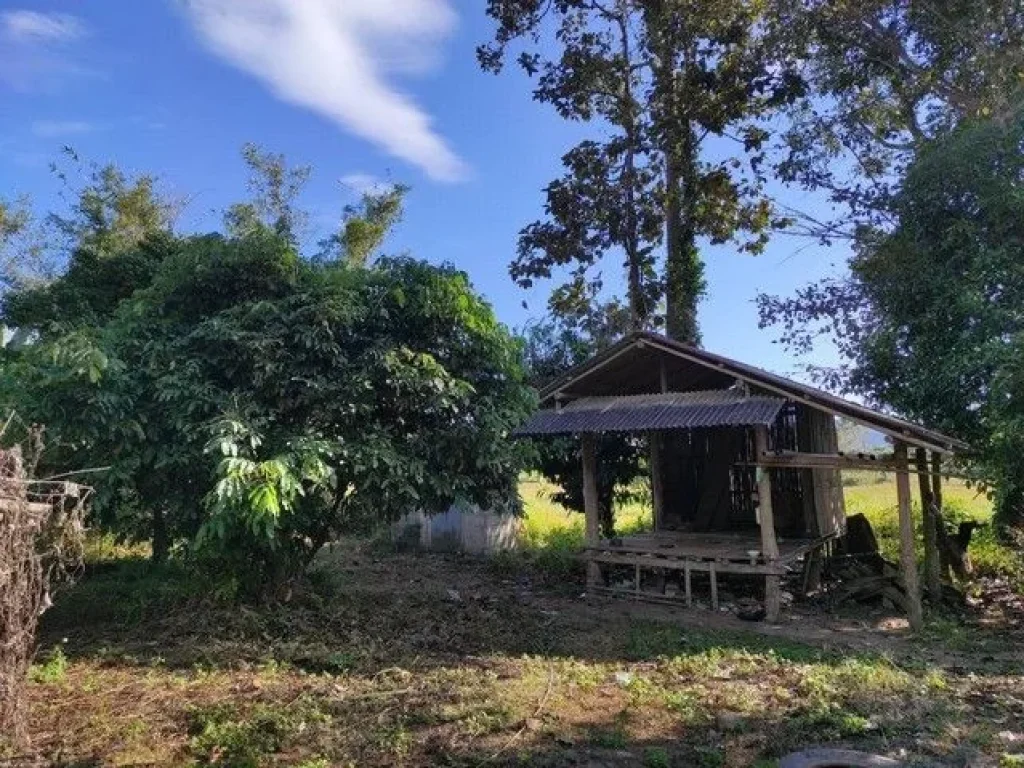 ขายที่ดินเชียงดาว เอกสารโฉนดพร้อมโอน บ้านแม่นะ ตแม่นะ