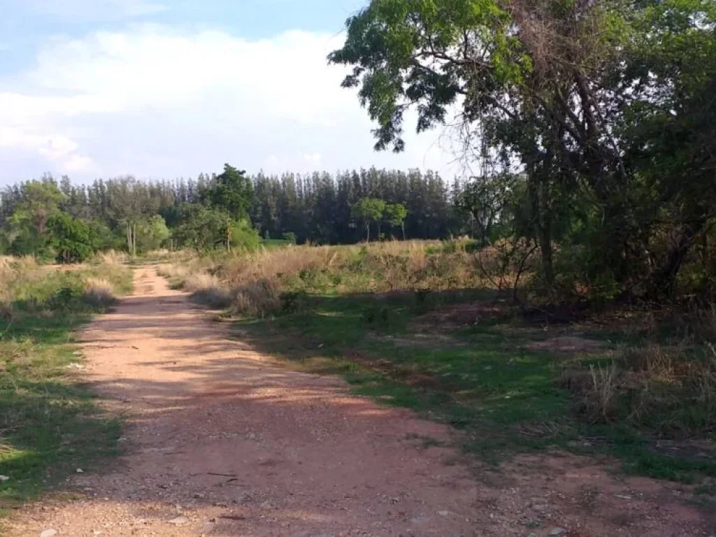 ขายที่ดินติดถนนลาดยาง ตำบลหนองบัวใหญ่ อำเภอจัตุรัส