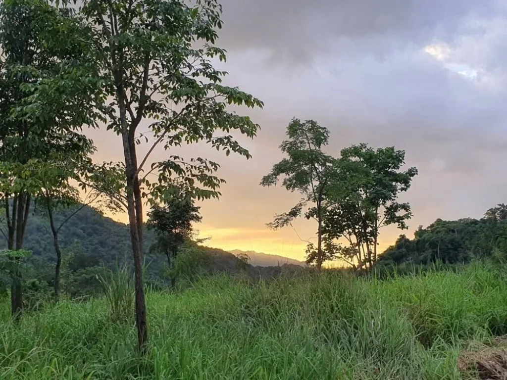 ขาย และ ให้เช่า ที่ดิน เขาใหญ่ พร้อมภูเขา เกือบ 27 ไร่