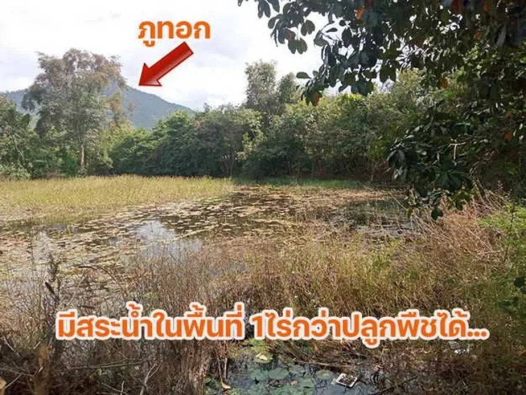 ที่ดินสวยใกล้ภูทอกติดถนนโครงการเลี่ยงเมืองสี่เลนเชียงคานล่าส