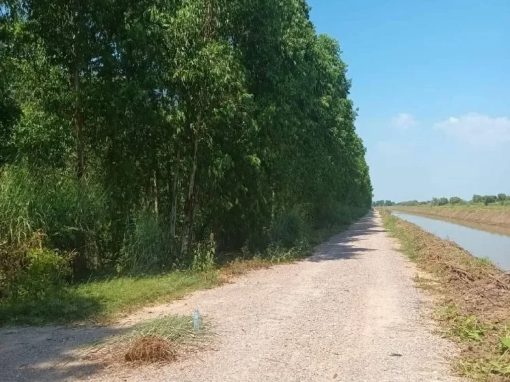 ขายที่ดิน51ไร่ ที่อำเภอหนองเสือ ต บลบึ่งกาสาม จ หวัดประทุม