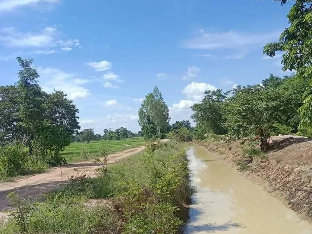 ที่นาแปลงสวย โฉนด ติดทางสาธารณะและร่องน้ำ อนางรอง บุรีรัมย์