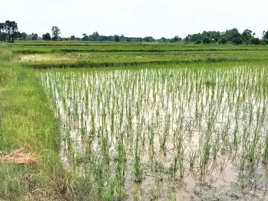 ที่นา มีโฉนด ติดทางสาธารณะ ใกล้ในเมือง อำเภอเมืองบุรีรัมย์