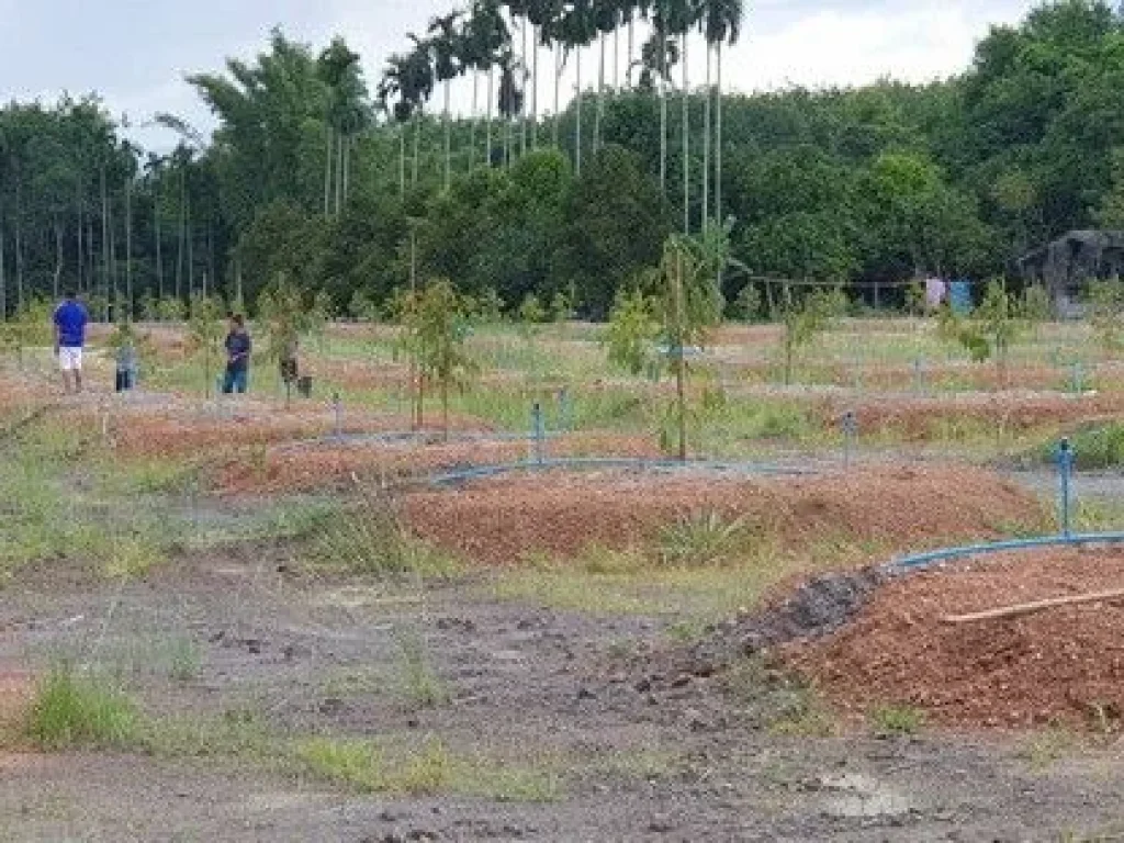 ขายที่ดินพร้อมสวนทุเรียน หลังโรงเรียนตากสิน ห่างบายพาส 500