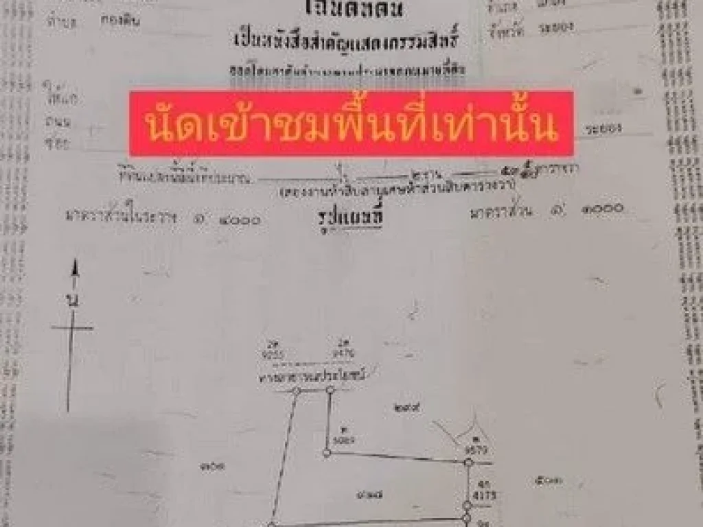 สวนทุเรียนให้ผลผลิตเต็มที่ ใกล้ถนนสุขุมวิทเขตกองดิน อแกลง