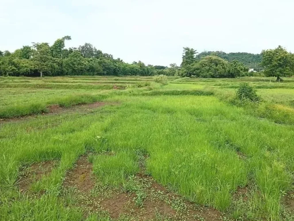 ที่ดินเปล่า ใกล้สนามช้าง และสถานที่สำคัญหลายแห่ง