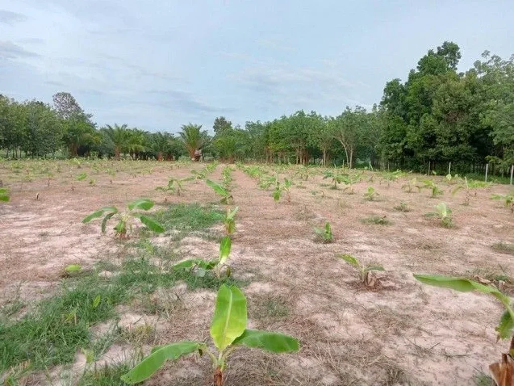 ขายที่ดินบ้านสวน วิวธรรมชาติอากาศดี เหมาะสำหรับทำการเกษตร