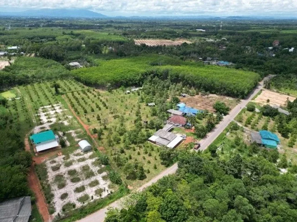 ขายสวนทุเรียนล้วนพร้อมบ้านติดถนนลาดยาง ทุเรียน200 กว่าต้น