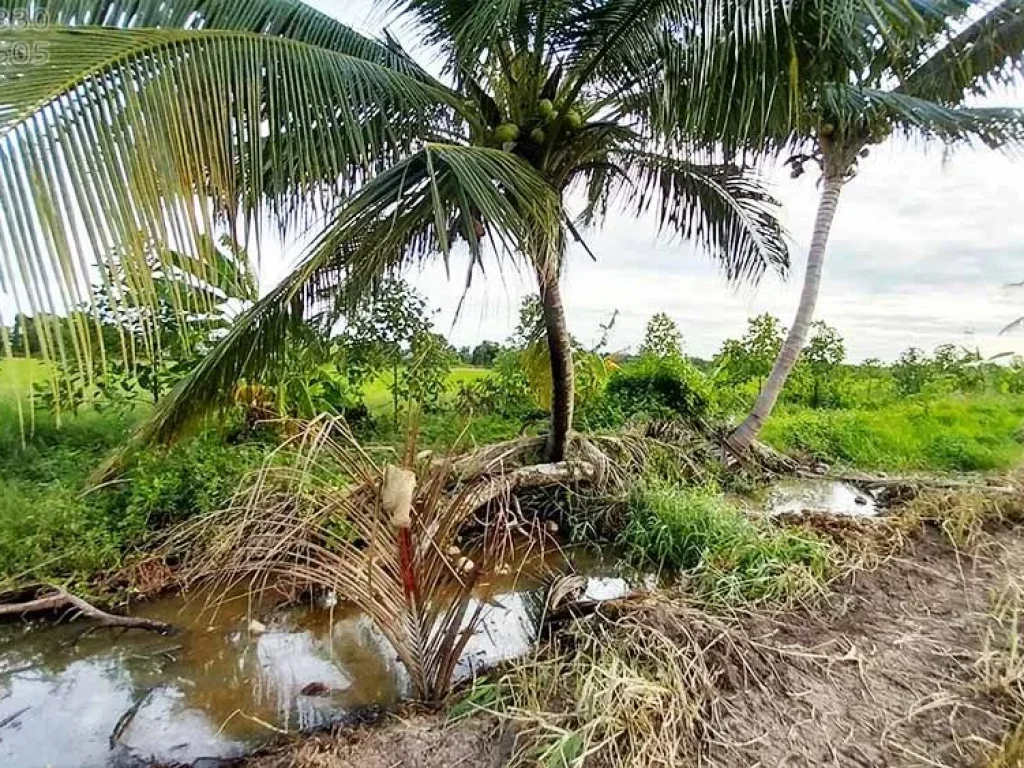 ขายที่ดินคลอง8 บึงบอน ปทุมธานี 134ตรว ถมแล้ว เหมาะปลูกบ้านสวน