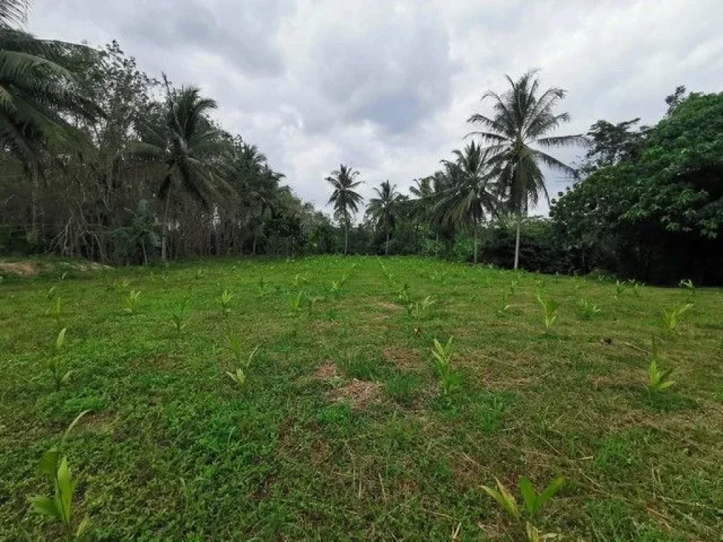 ขายที่ดินติดถนนใหญ่ ตรงข้ามโรงพยาบาลศรีบรรพต จังหวัดพัทลุง