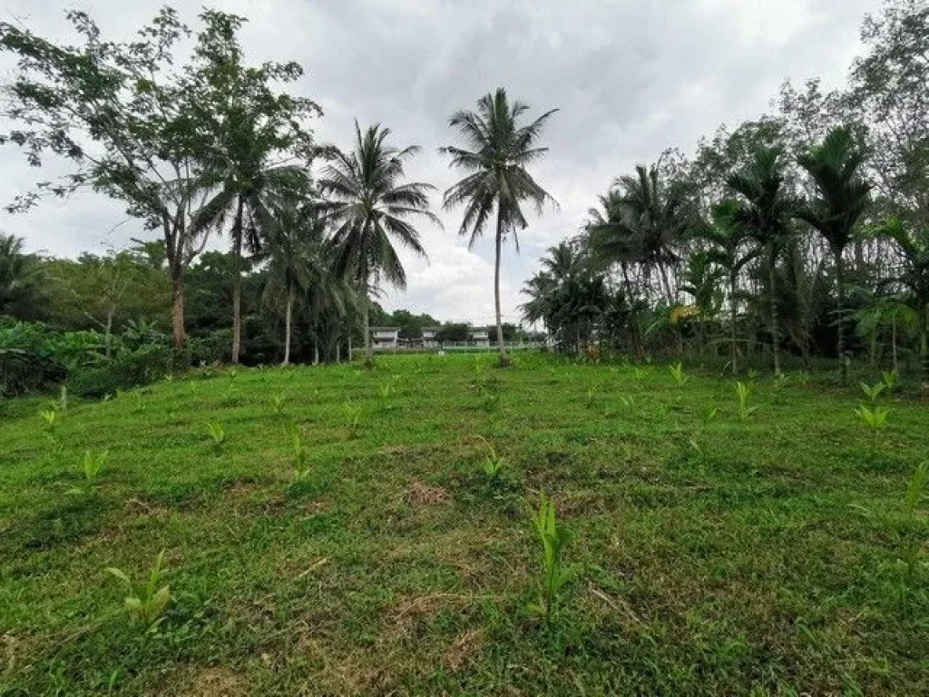 ขายที่ดินติดถนนใหญ่ ตรงข้ามโรงพยาบาลศรีบรรพต จังหวัดพัทลุง