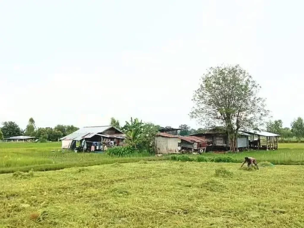 ที่นา โฉนด ติดทางสาธารณะ ใกล้ในเมือง บุรีรัมย์ ราคาถูก