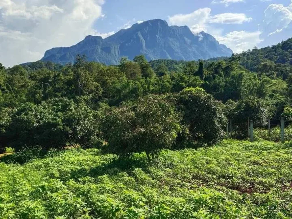 ขายที่ดินติดลำธารน้ำห่างชุมชนเพียง 5 กม เชียงดาววิวดอยหลวงเอ