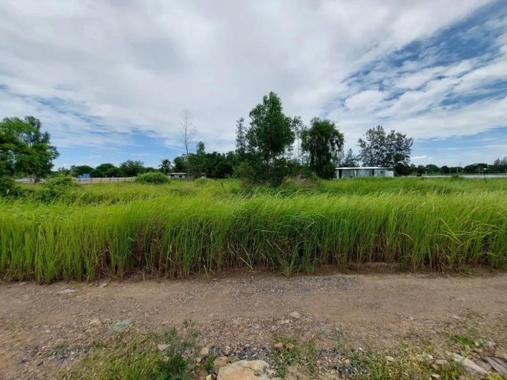 ขายด่วน ที่ดิน 200 ตรว คลอง 9 ฝั่งขาออก หนองเสือ จ ปทุมธานี