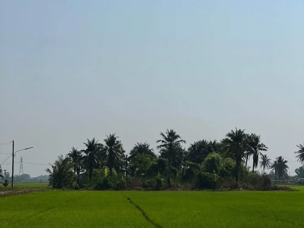 ขายที่ดิน 60 ไร่ ตำบลบึงบอน อำเภอหนองเสือ จังหวัดปทุมธานี