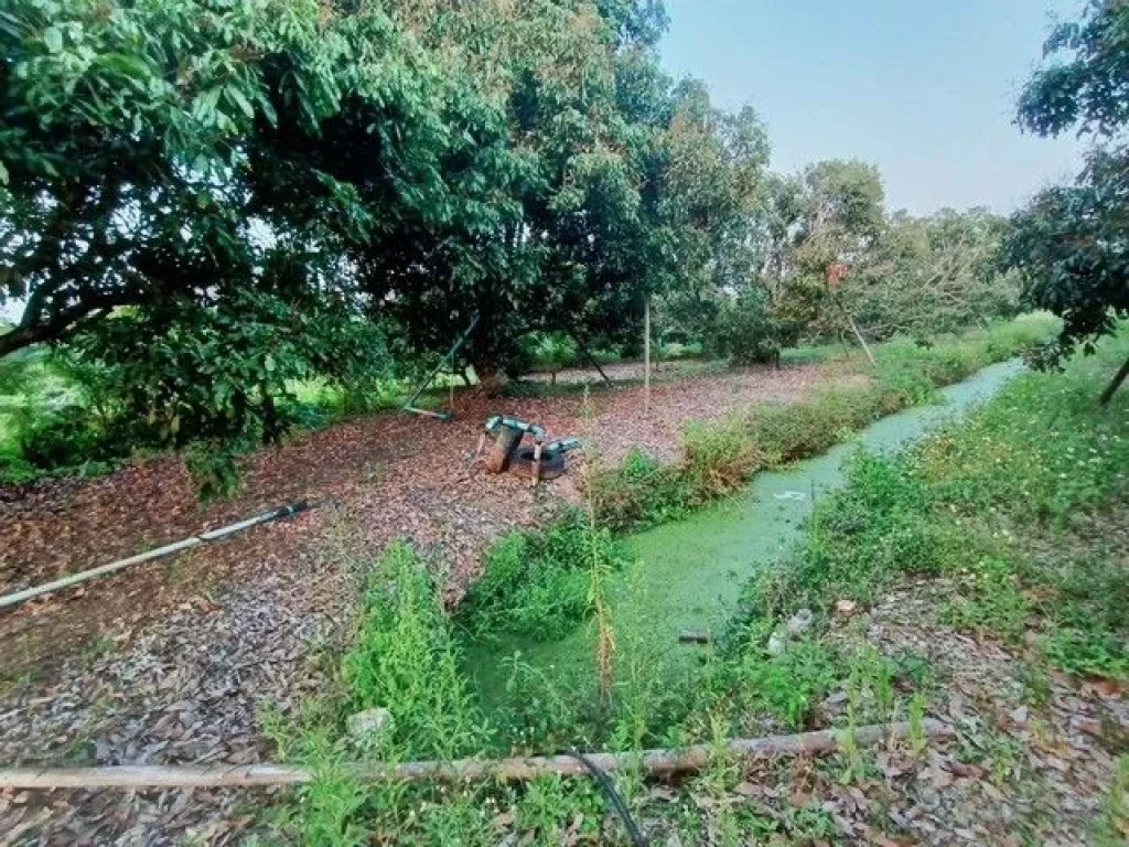 ขายที่ดินพร้อมสวนลำไย อำเภอสารภี จังหวัดเชียงใหม่ 3 ไร่ 34